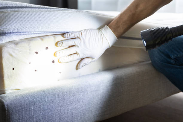 Best Flea Control Services  in Ukiah, CA