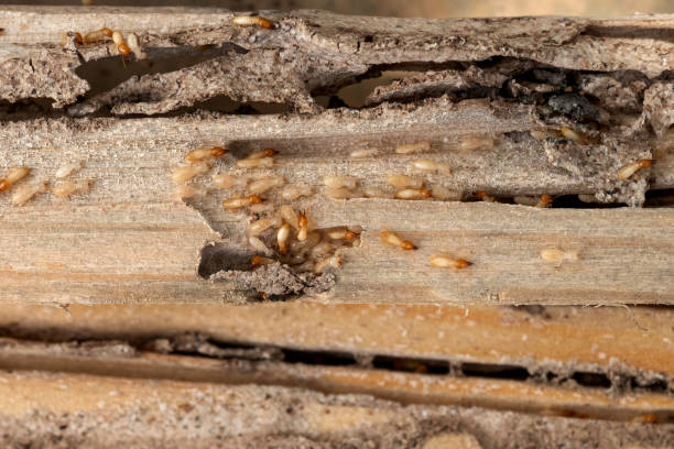 Reliable Ukiah, CA Pest Control Solutions