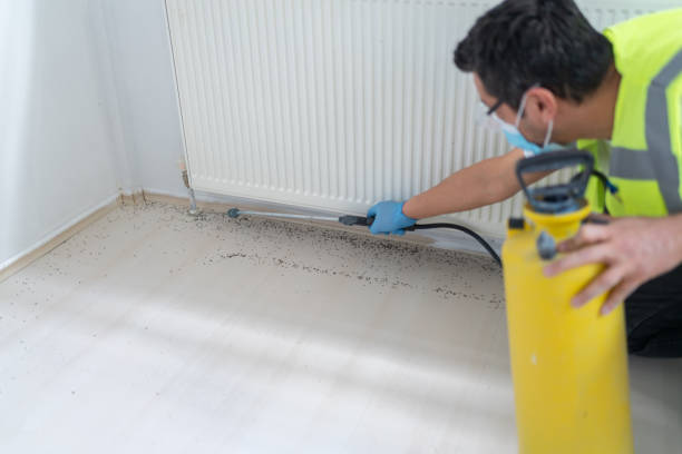 Best Termite Control Services  in Ukiah, CA