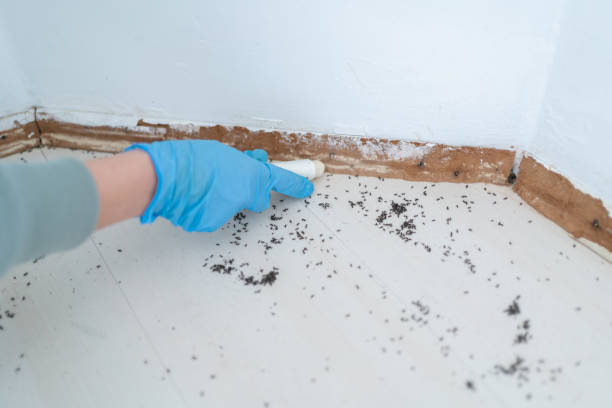 Best Bed Bug Extermination  in Ukiah, CA